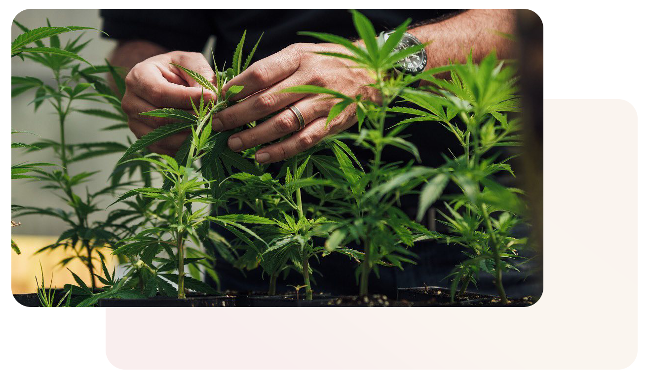 Picking hemp plant