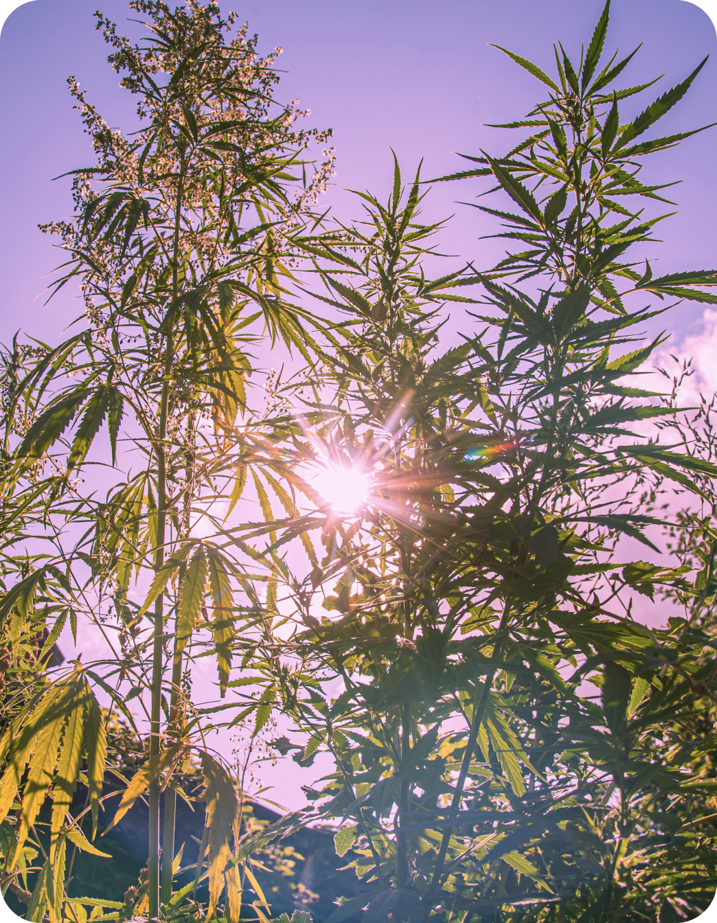 Hemp Plants in Sunlight