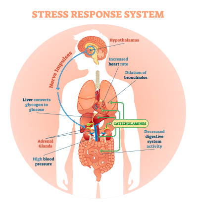 Stress Response System - How it works Green Roads Blog Post